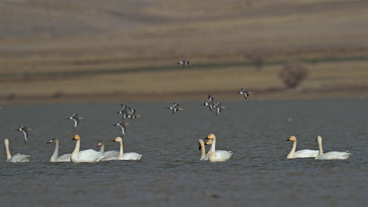 Tundra Swan