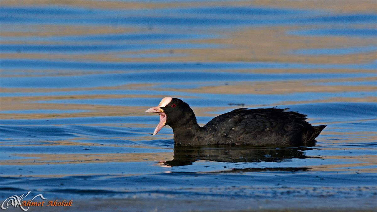 Eurasian Coot