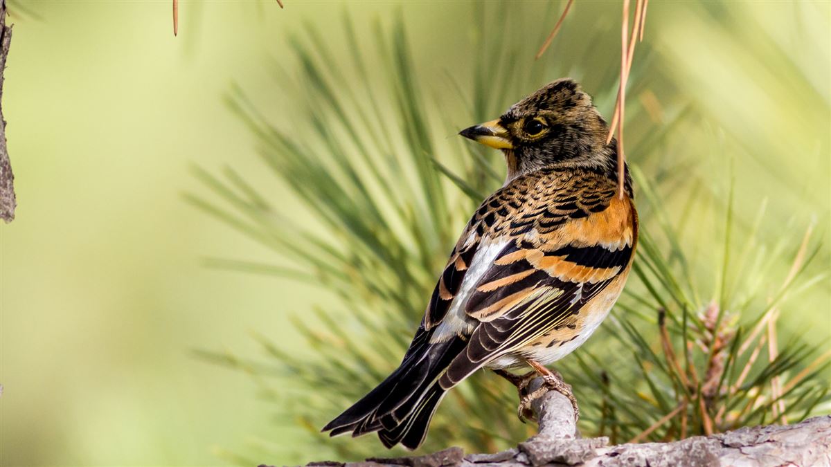 Brambling