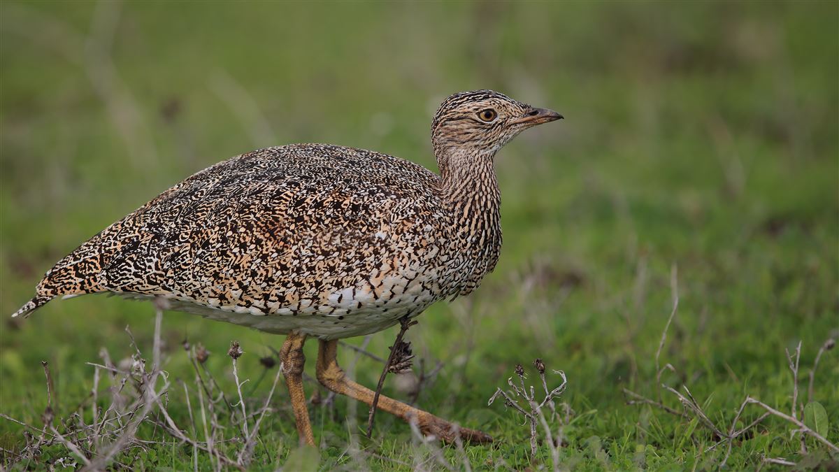 Little Bustard