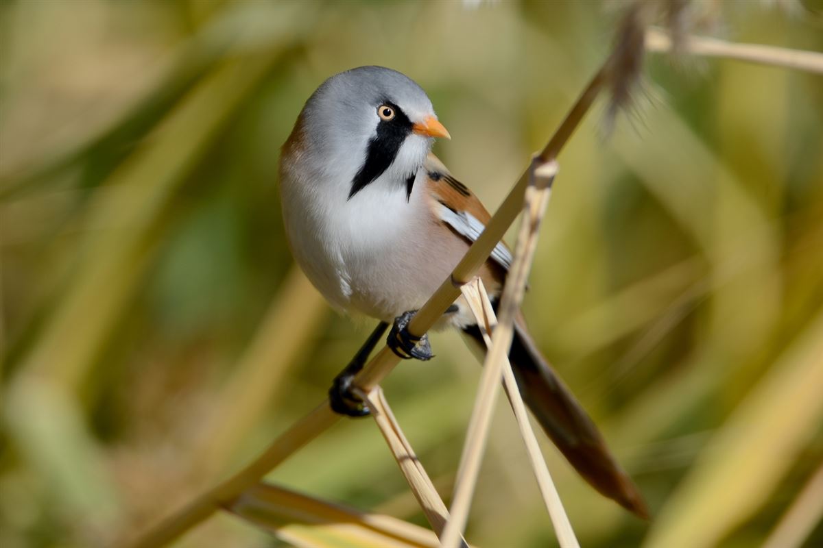 Bearded Reedling