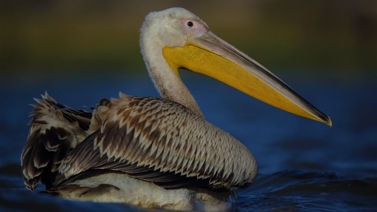 Great White Pelican