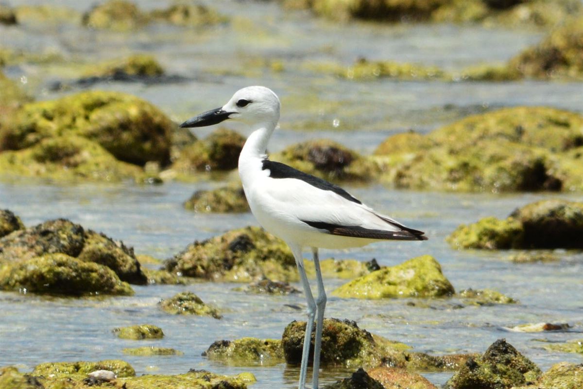 Crab-plover