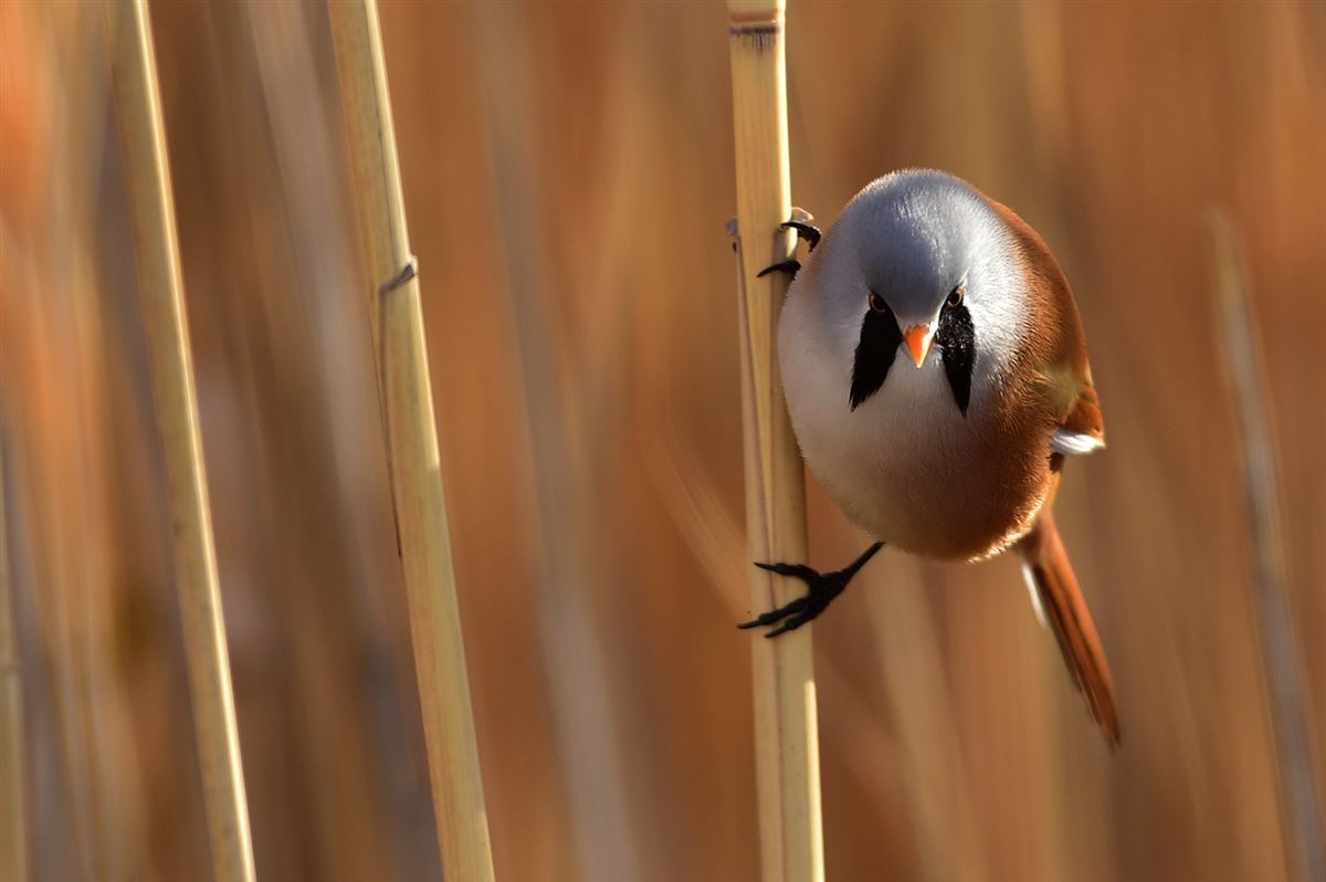 Bearded Reedling