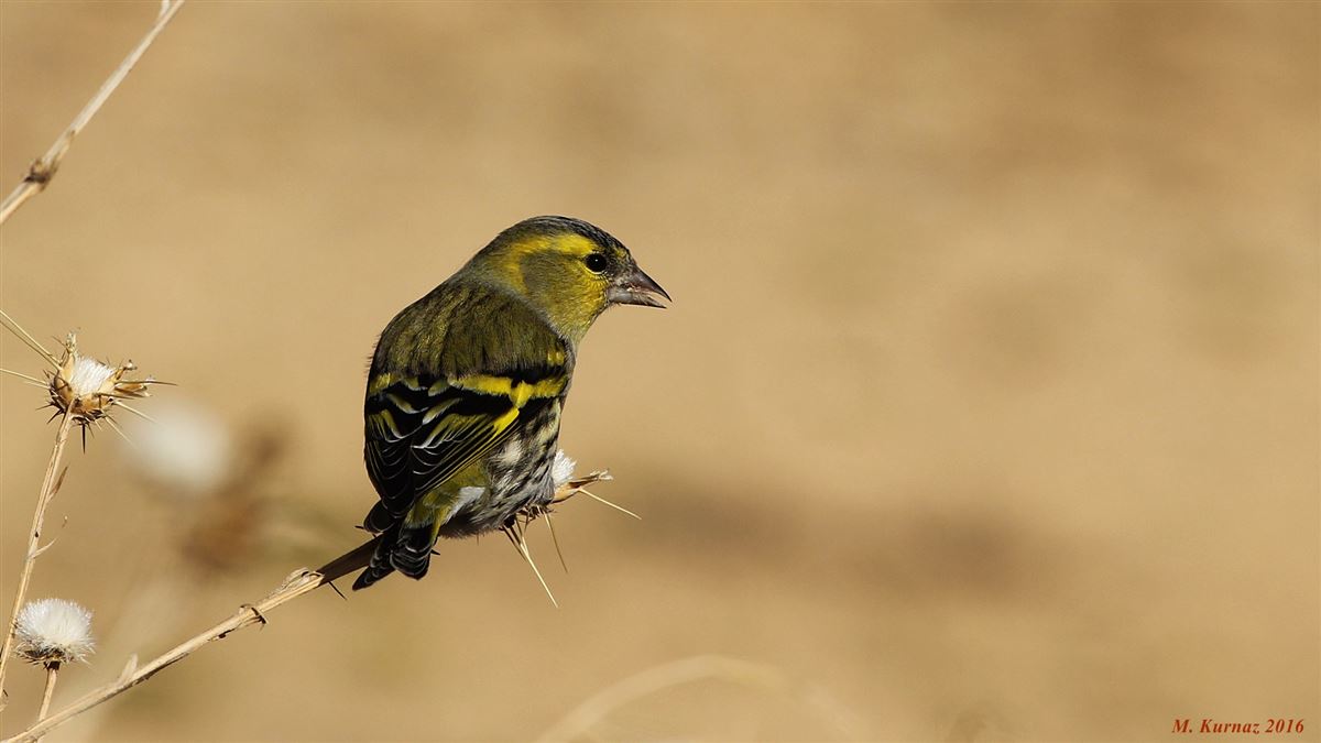 Eurasian Siskin