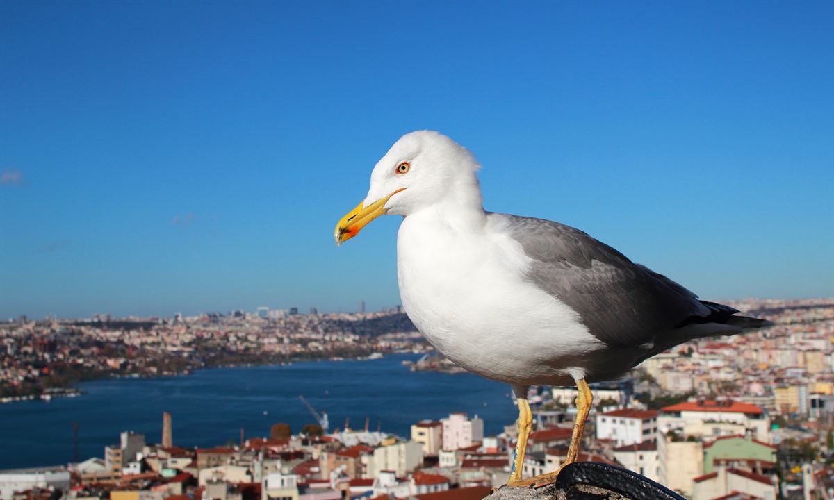 Yellow-legged Gull