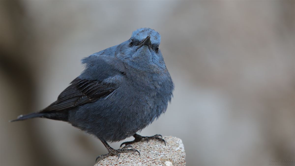 Blue Rock Thrush