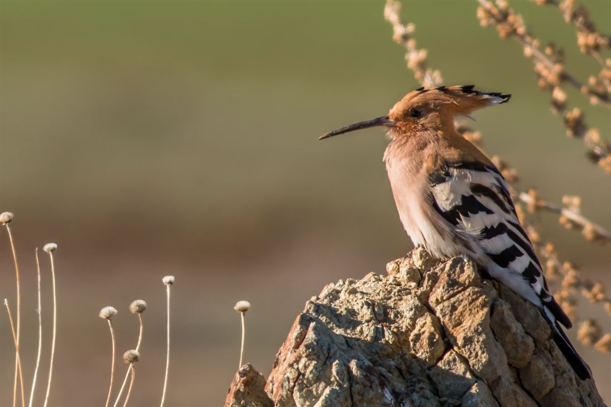 Common Hoopoe