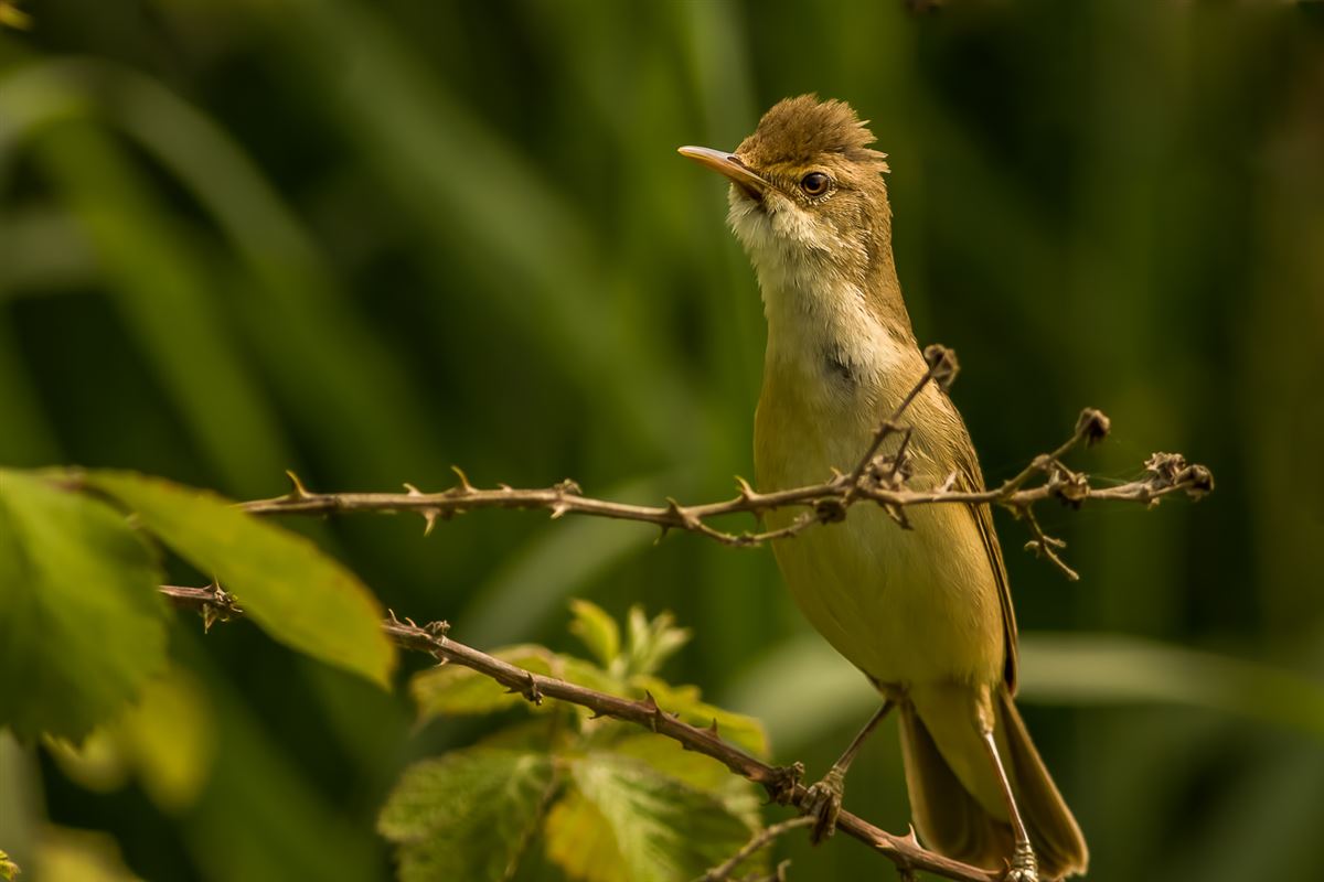 Marsh Warbler