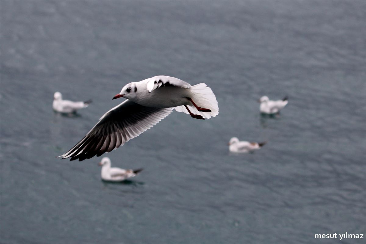 Black-headed Gull