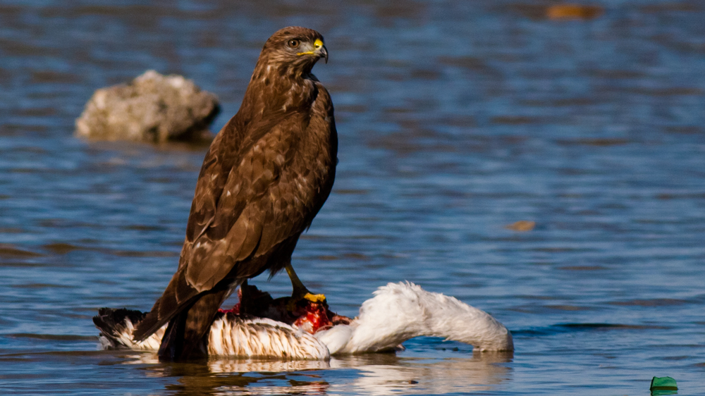 Common Buzzard
