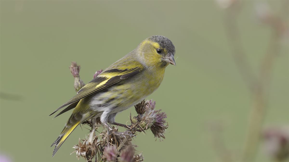 Eurasian Siskin
