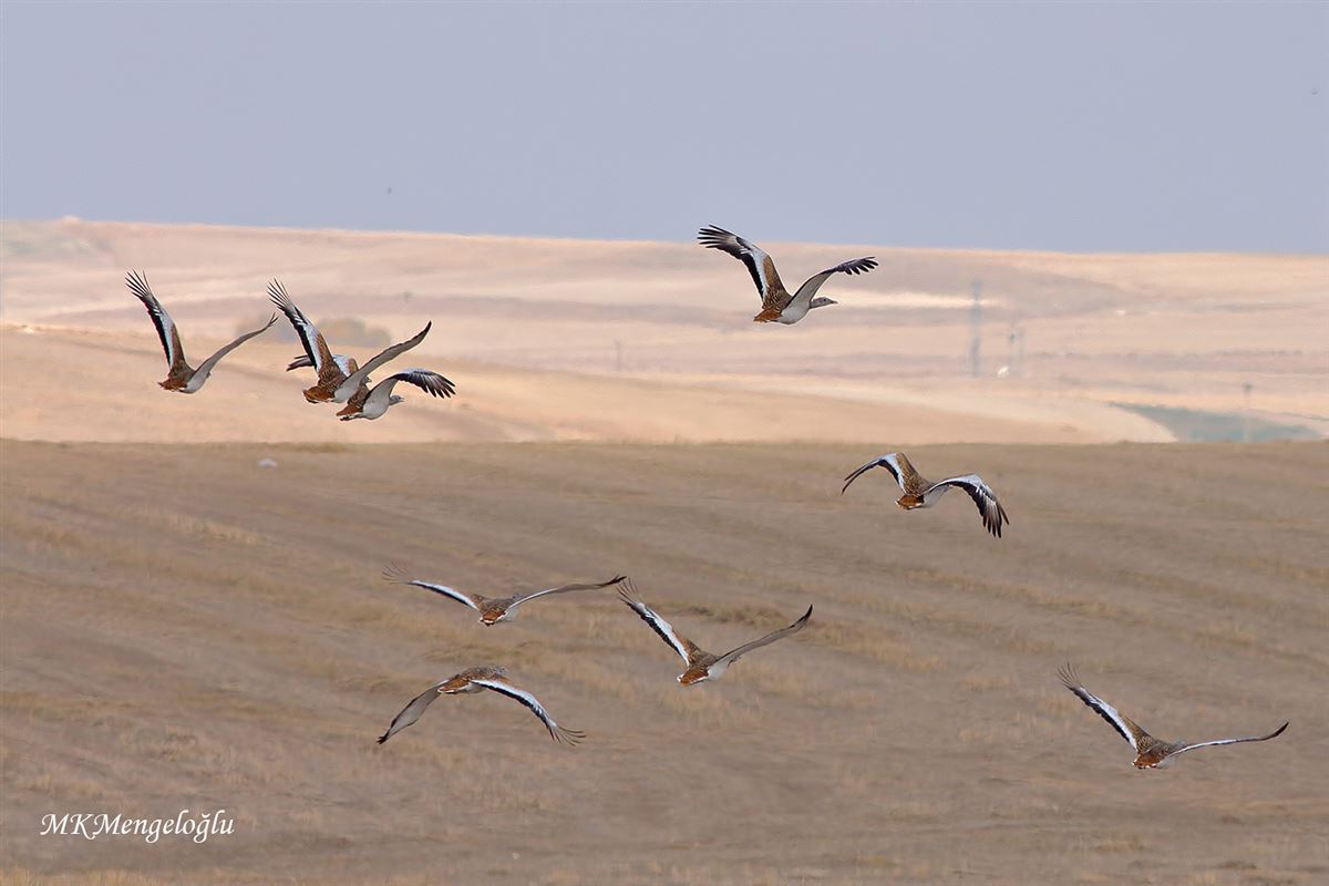 Great Bustard