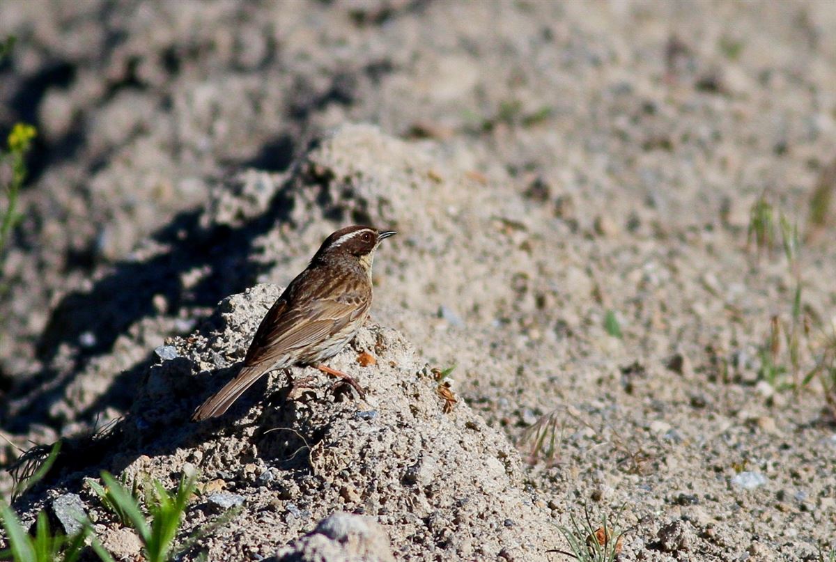 Radde`s Accentor