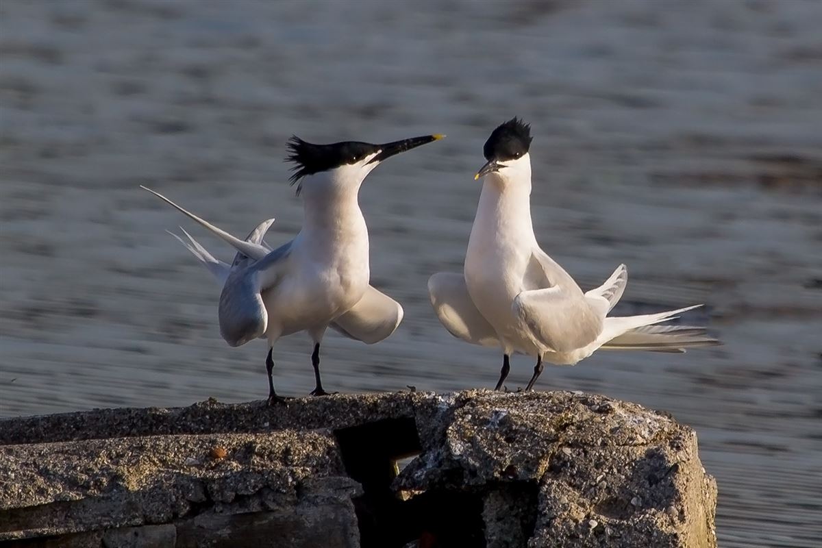 Sandwich Tern