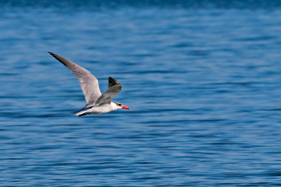 Caspian Tern