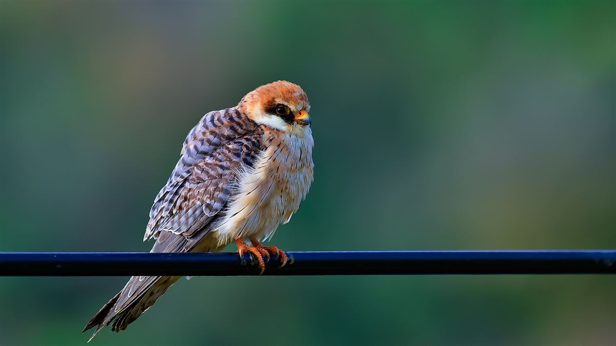 Red-footed Falcon