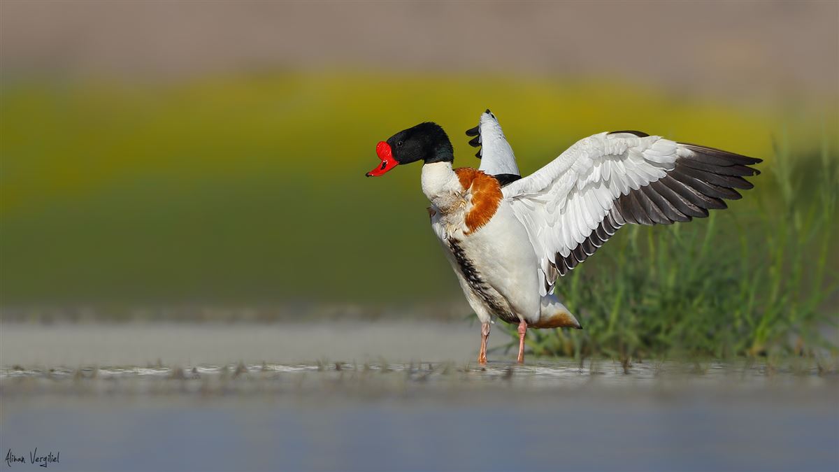 Common Shelduck