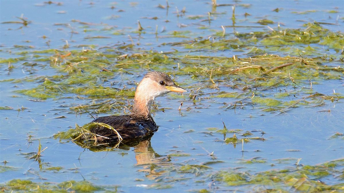 Little Grebe