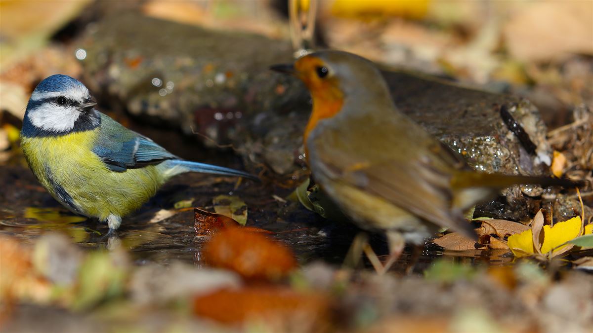 Eurasian Blue Tit