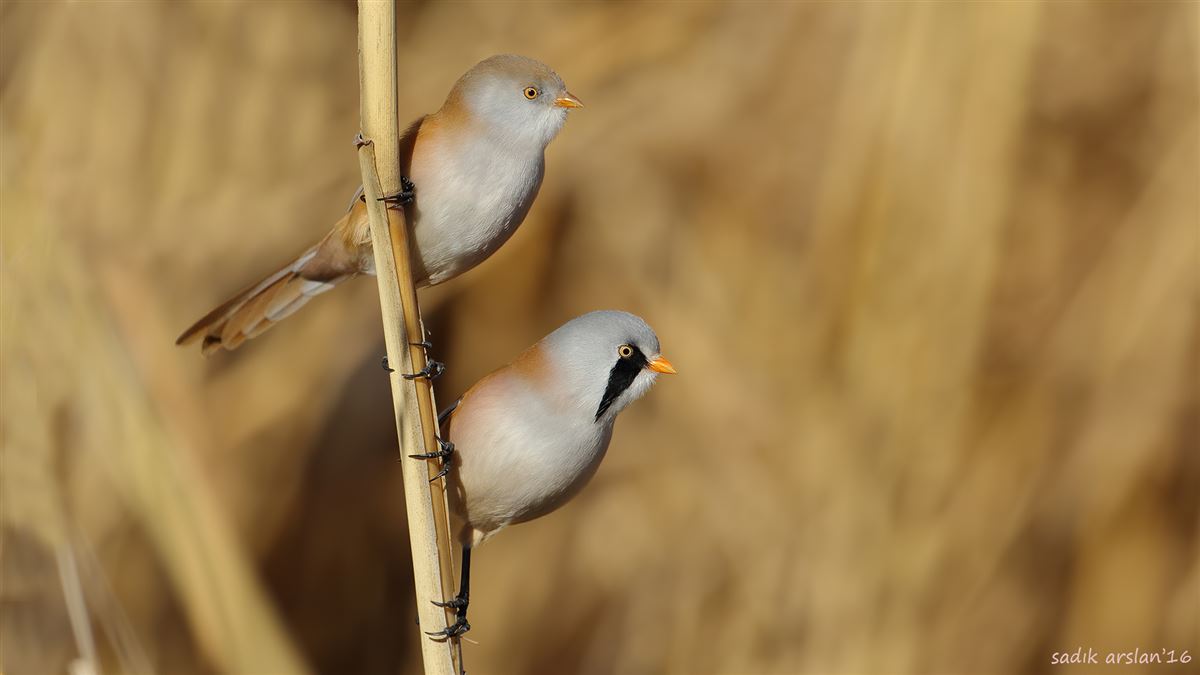 Bearded Reedling