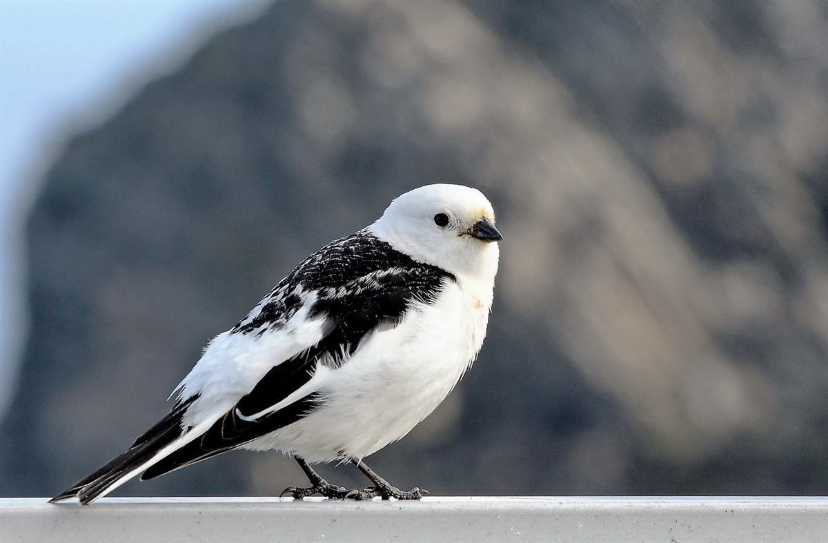Snow Bunting