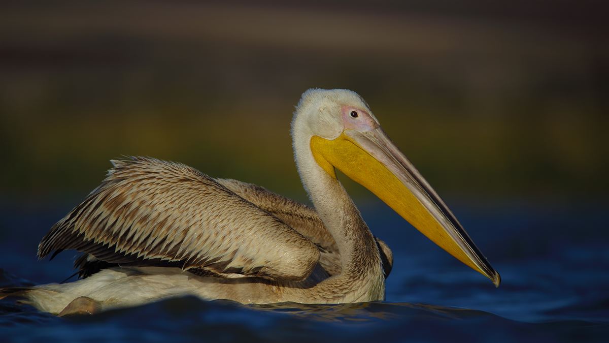 Great White Pelican