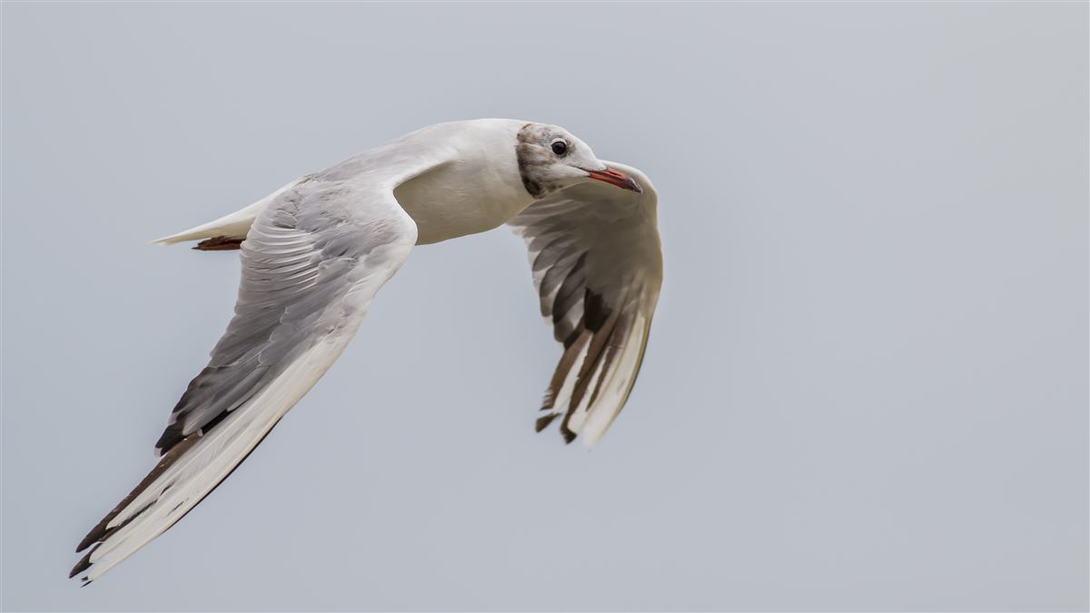 Black-headed Gull