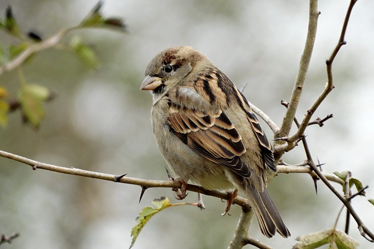 House Sparrow