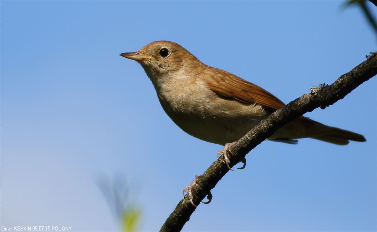 Common Nightingale
