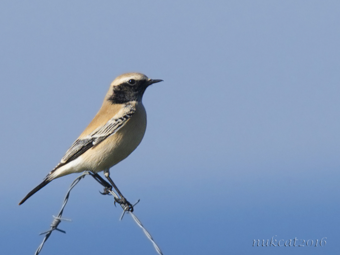 Desert Wheatear
