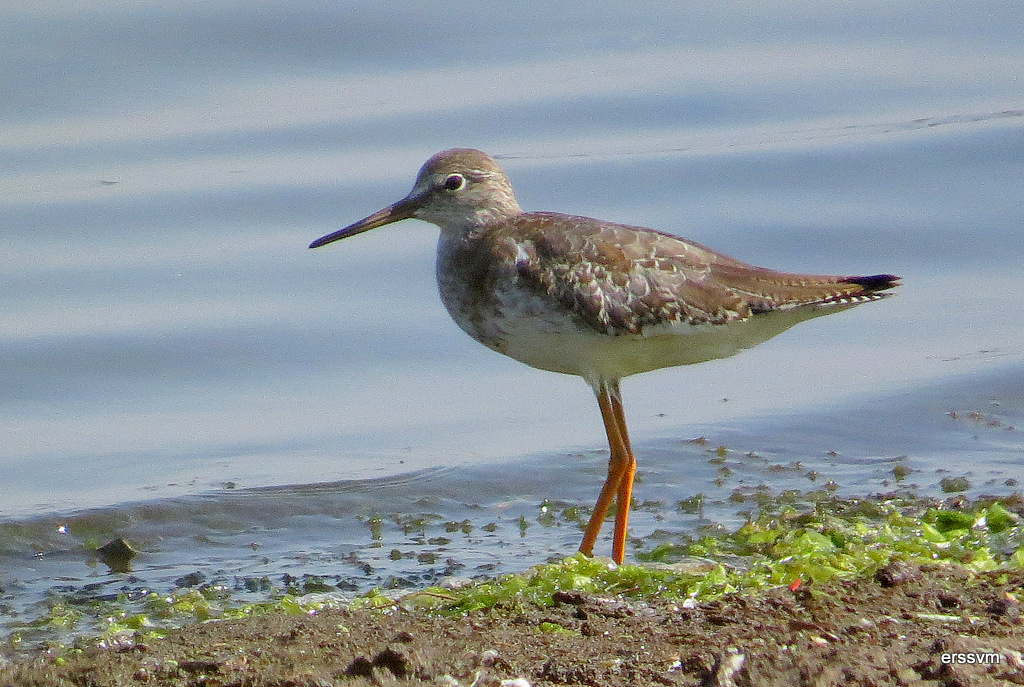 Common Redshank