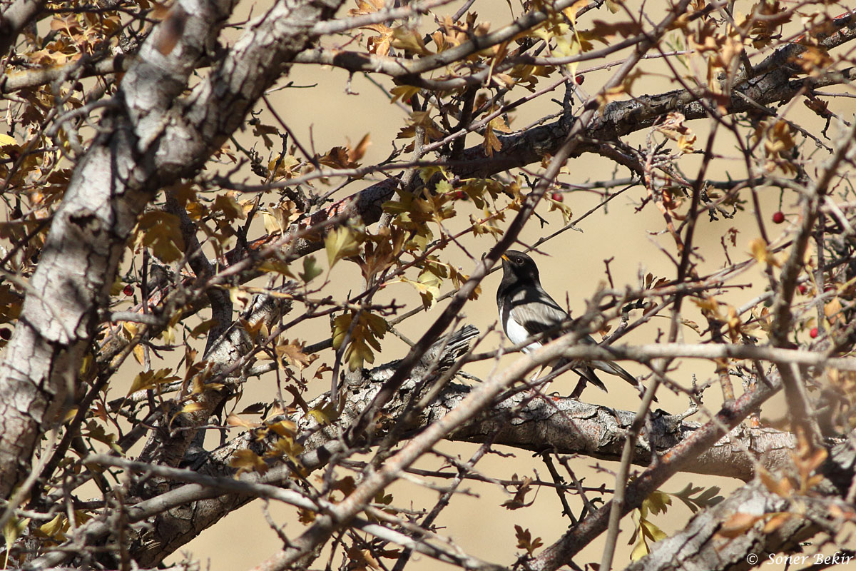 Black-throated Thrush