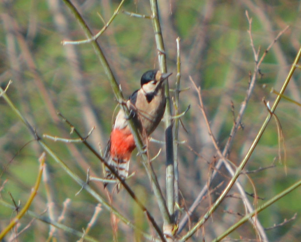 Great Spotted Woodpecker