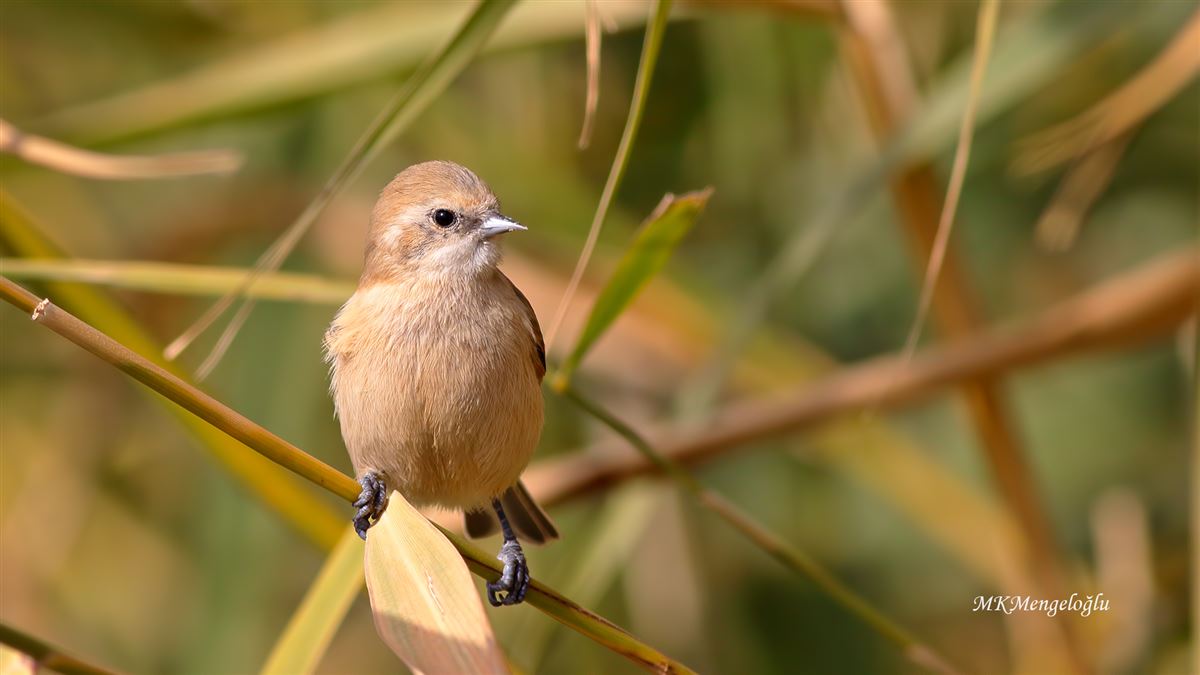 Eurasian Penduline Tit