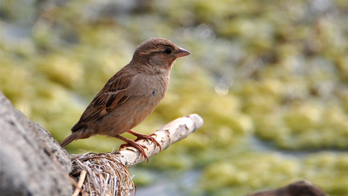 House Sparrow