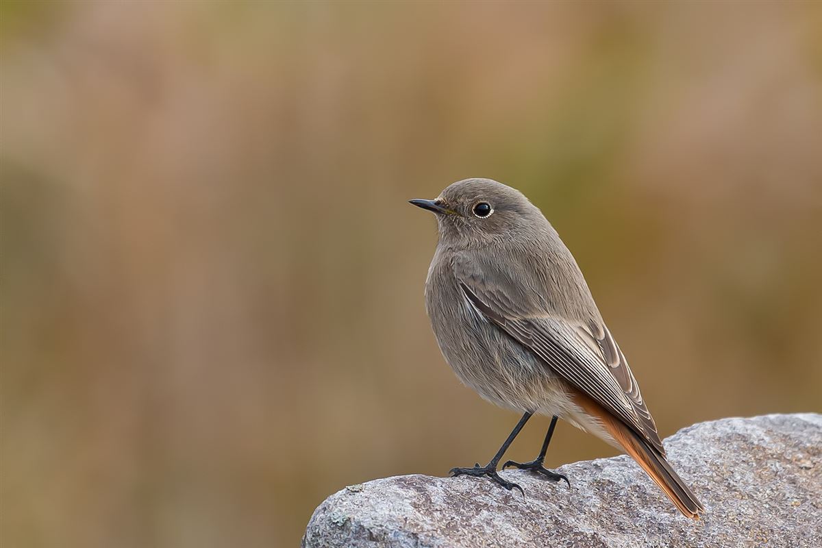 Black Redstart