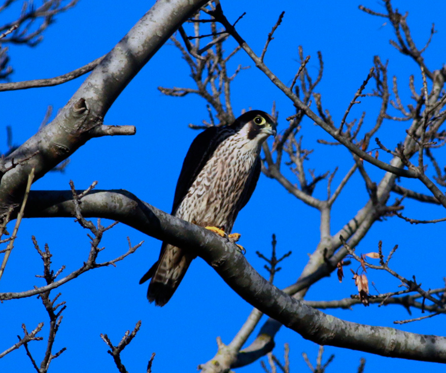 Peregrine Falcon