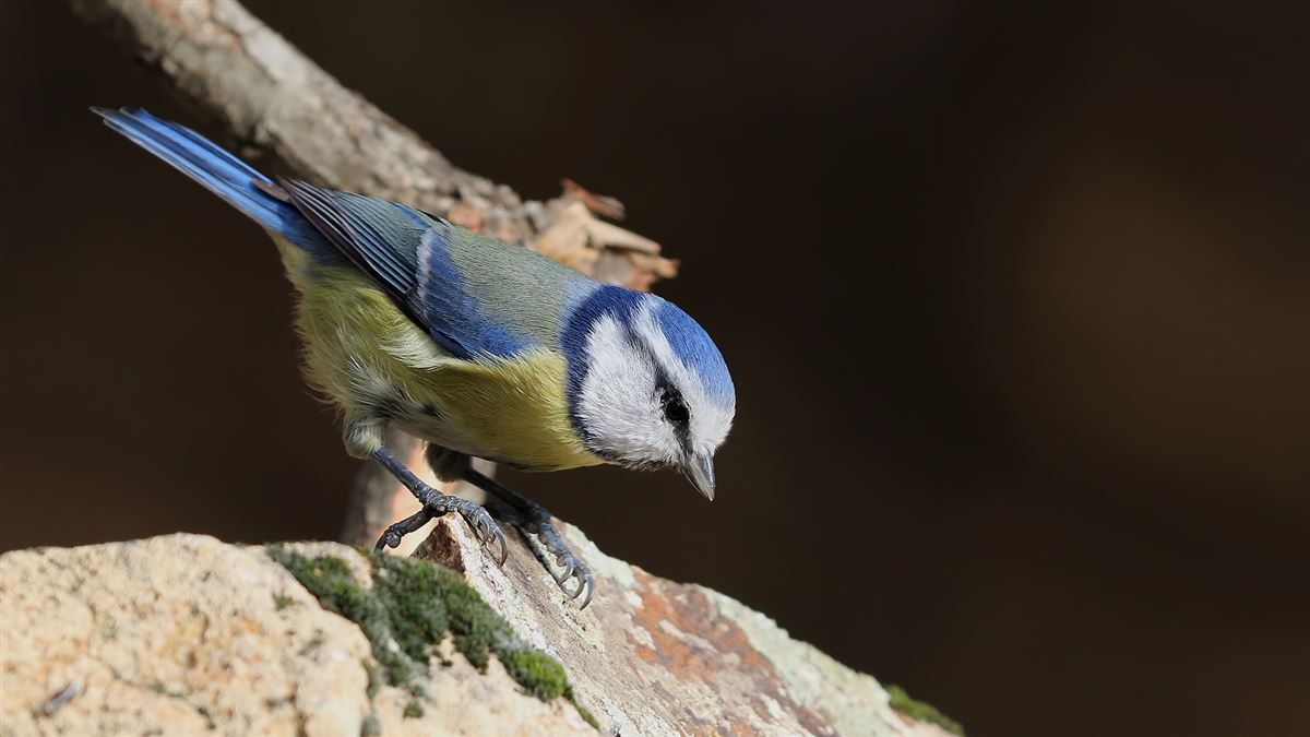Eurasian Blue Tit