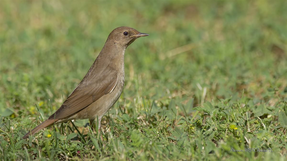 Thrush Nightingale