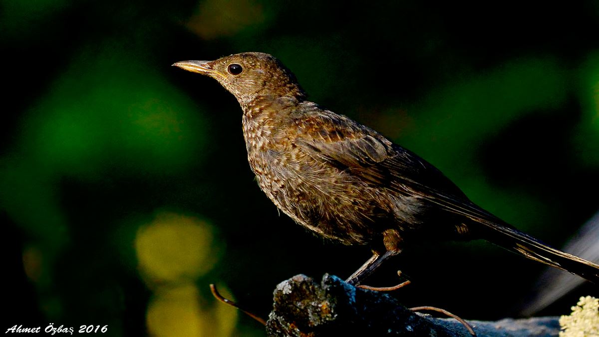 Common Blackbird