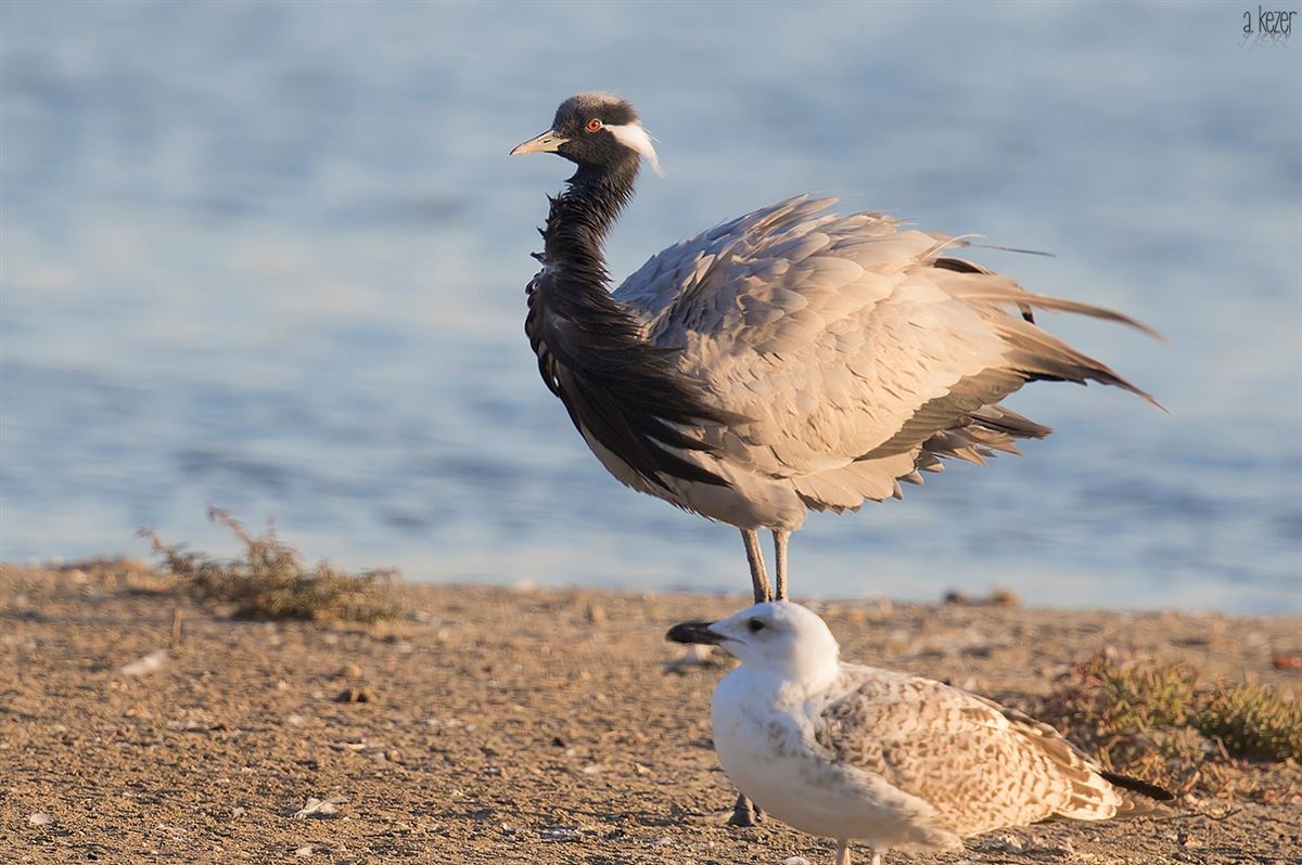 Demoiselle Crane