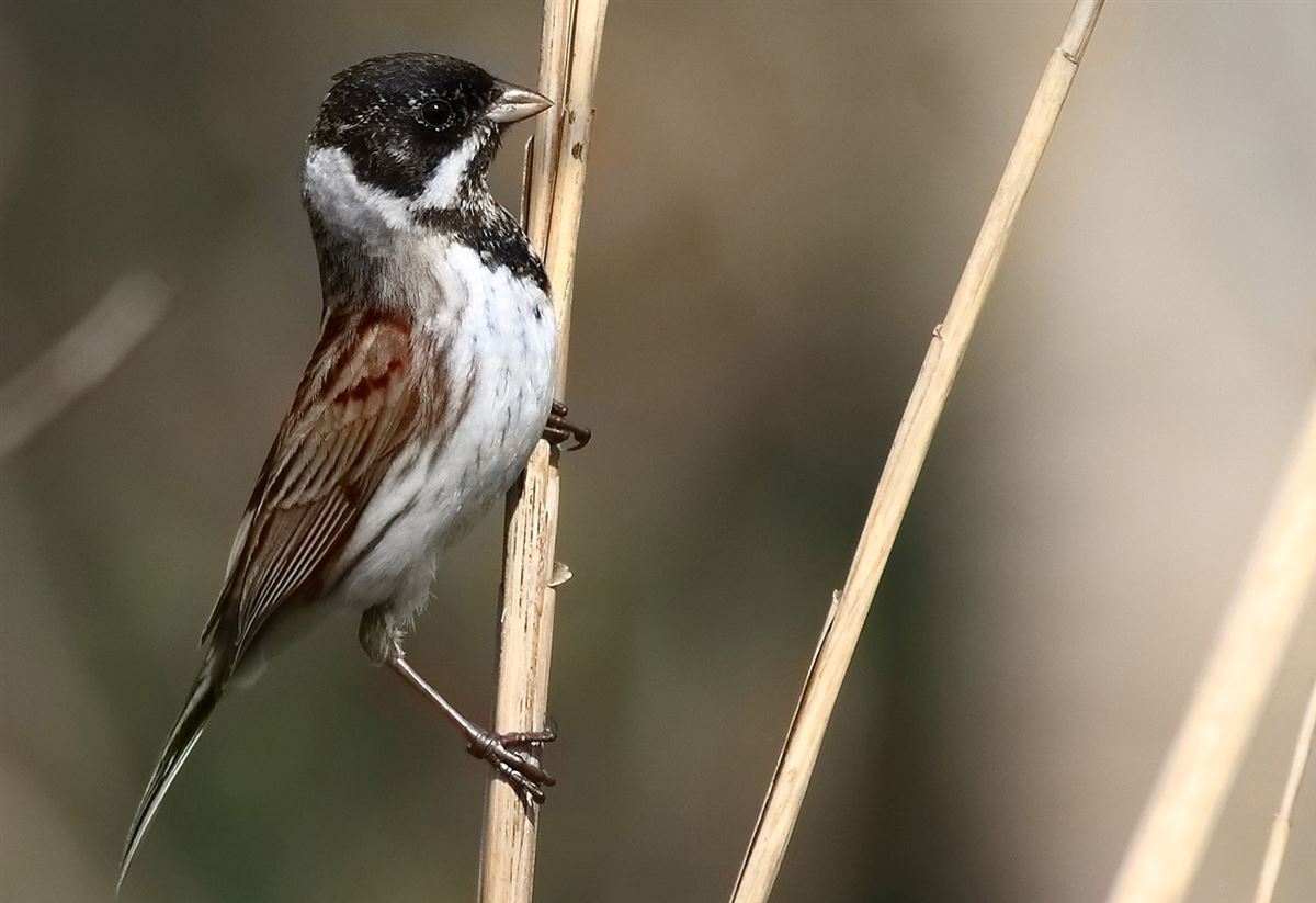 Common Reed Bunting
