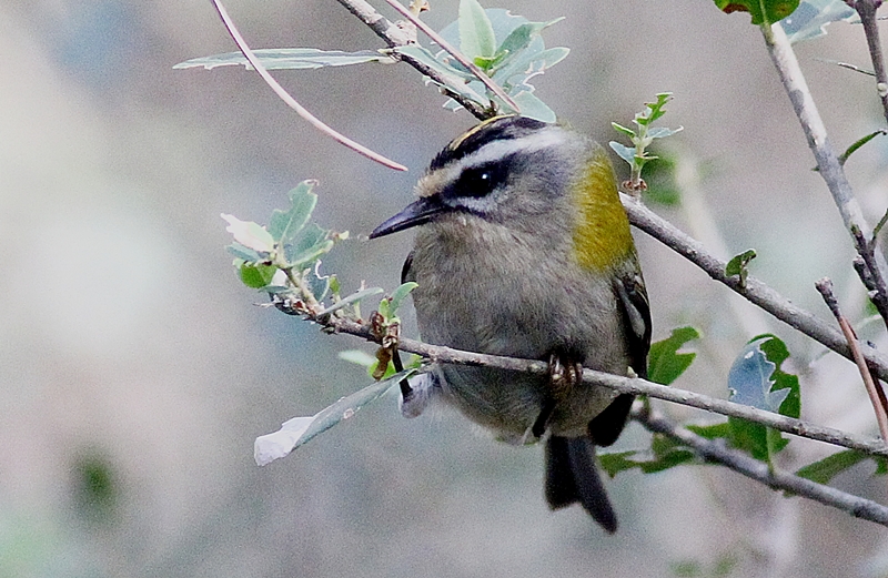 Common Firecrest