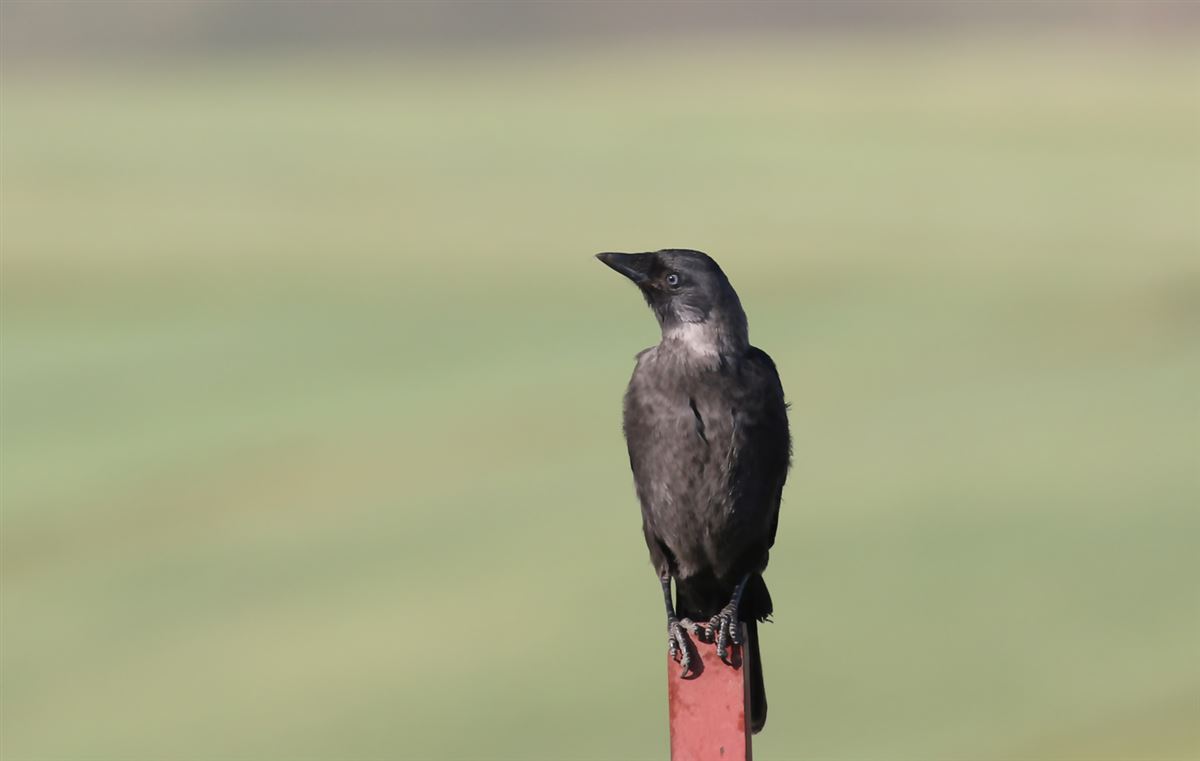 Western Jackdaw