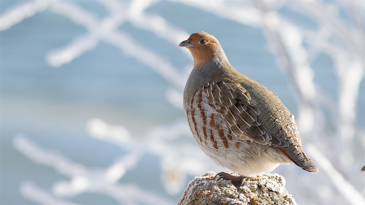 Grey Partridge