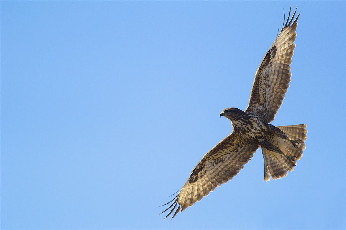 Common Buzzard