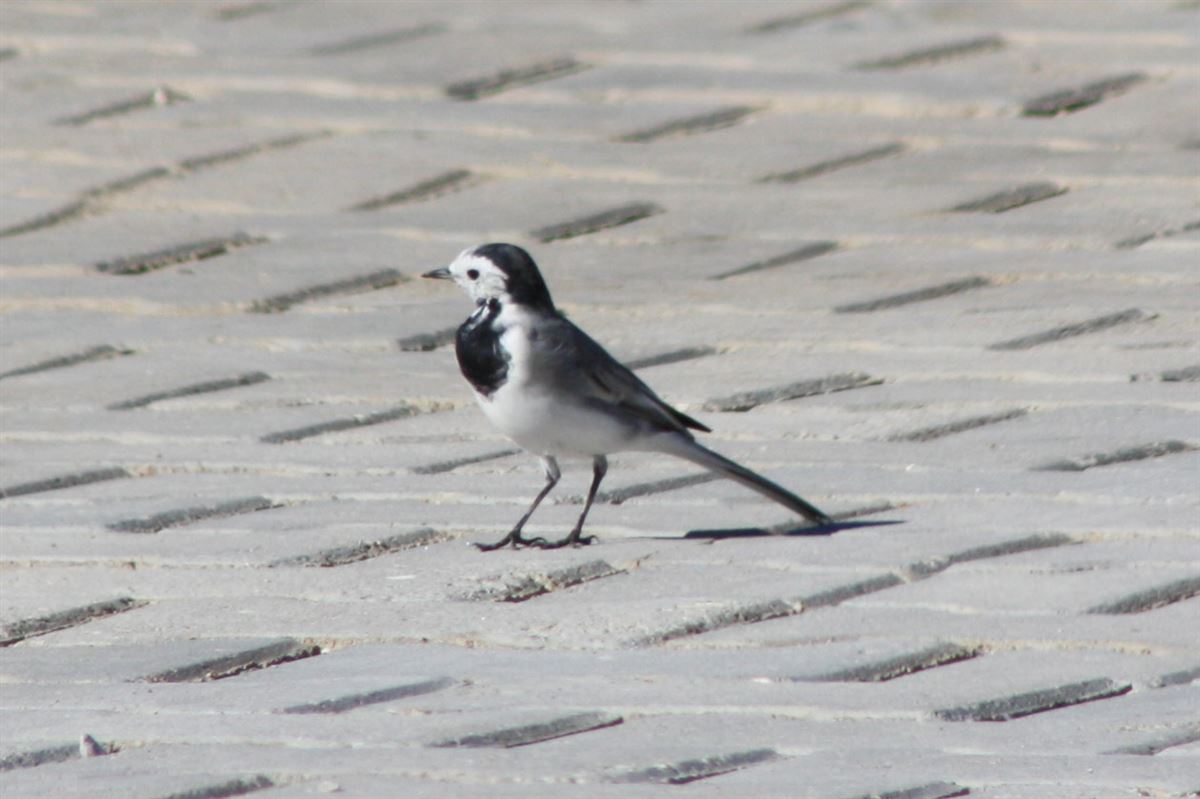 White Wagtail