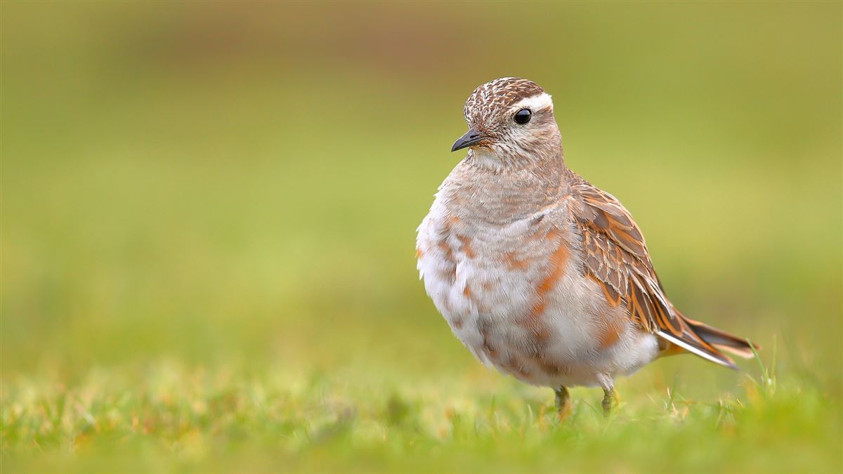 Eurasian Dotterel