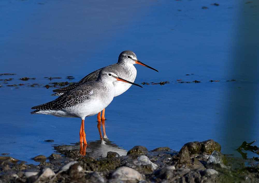 Spotted Redshank
